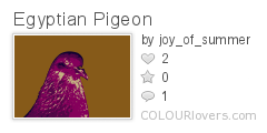 Egyptian_Pigeon