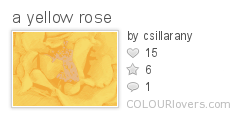 a_yellow_rose