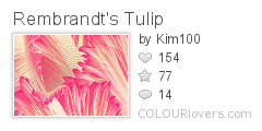 Rembrandts_Tulip