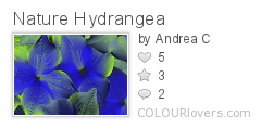 Nature_Hydrangea