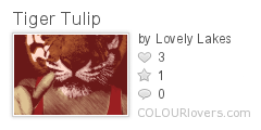Tiger_Tulip