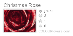 Christmas_Rose