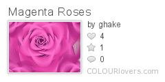 Magenta_Roses