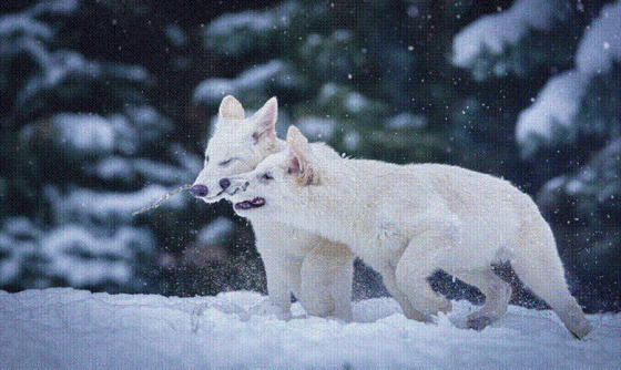 dire wolf technology