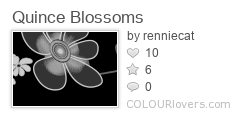 Quince_Blossoms